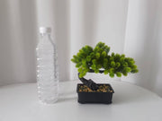 造花 フェイクグリーン 鉢植え 観葉植物 装飾 置物 飾り 葉っぱ リーフ 盆栽風 インテリア ミニポット おしゃれ かわいい リビング 玄関 寝室 ショップ 店舗