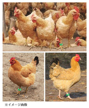 鳥用 足輪 100個 家禽用 フットリング ナンバーリング 鳥類 フットバンド 識別用 レッグクリップ ハト ニワトリ 鶏 脚用リング 番号付き 数字入り 足環 サイズ調節可 オレンジ ホワイト グリーン レッド イエロー