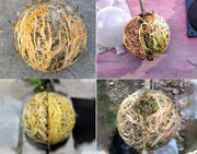 発根ボックス 5個セット 取り木ボール 植物 繁殖 株分け 発根装置 簡単取付け ガーデニング 園芸用品 根成長 挿し木 ブラック クリア