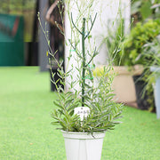 園芸支柱 2本セット 70cm 支柱 観葉植物 花ささえ 花支柱 花支え ガーデニング用品 園芸用資材 固定 農業用 家庭菜園 散乱予防 転倒予防 組み立て簡単 差込むだけ ナチュラル 単色 目立ちにくい シンプル 果物 野菜 花 多肉植物 広がり防止 鉢植え