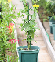 園芸支柱 2本セット 70cm 支柱 観葉植物 花ささえ 花支柱 花支え ガーデニング用品 園芸用資材 固定 農業用 家庭菜園 散乱予防 転倒予防 組み立て簡単 差込むだけ ナチュラル 単色 目立ちにくい シンプル 果物 野菜 花 多肉植物 広がり防止 鉢植え