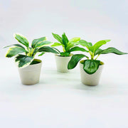 フェイクグリーン 造花 人工観葉植物 観葉植物 鉢植え 小型 枯れない 緑 葉っぱ インテリア 室内 イミテーション 卓上 おしゃれ