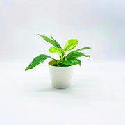 フェイクグリーン 造花 人工観葉植物 観葉植物 鉢植え 小型 枯れない 緑 葉っぱ インテリア 室内 イミテーション 卓上 おしゃれ