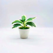 フェイクグリーン 造花 人工観葉植物 観葉植物 鉢植え 小型 枯れない 緑 葉っぱ インテリア 室内 イミテーション 卓上 おしゃれ
