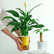 植木鉢 フラワーポット 自動給水式 単品 観葉植物 多肉植物 屋内 オフィス かわいい おしゃれ シンプル ガーデニング 園芸