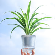植木鉢 フラワーポット 自動給水式 単品 観葉植物 多肉植物 屋内 オフィス かわいい おしゃれ シンプル ガーデニング 園芸