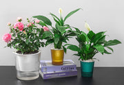 植木鉢 フラワーポット 自動給水式 単品 観葉植物 多肉植物 屋内 オフィス かわいい おしゃれ シンプル ガーデニング 園芸