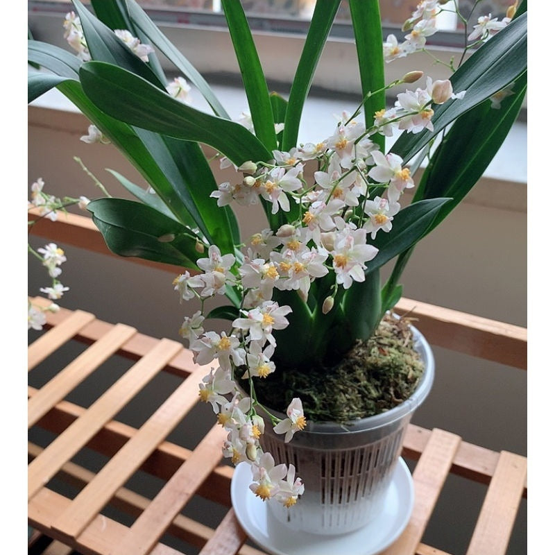 水耕栽培ポット 3個セット 育苗ポット 植木鉢 育苗資材 ガーデニング用品 商品画像2