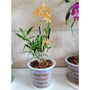水耕栽培ポット 3個セット 育苗ポット 植木鉢 育苗資材 ガーデニング用品 メッシュ キット 観葉植物 野菜 植物育成カップ 給水栽培 園芸 通気性
