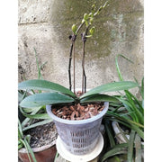 水耕栽培ポット 3個セット 育苗ポット 植木鉢 育苗資材 ガーデニング用品 メッシュ キット 観葉植物 野菜 植物育成カップ 給水栽培 園芸 通気性