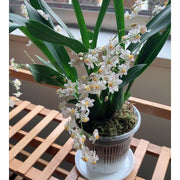 水耕栽培ポット 育苗ポット 植木鉢 育苗資材 ガーデニング用品 メッシュ キット 観葉植物 野菜 植物育成カップ 給水栽培 園芸 通気性
