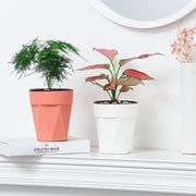 植木鉢 フラワーポット 水耕栽培 自動給水 貯水槽付き 水やり簡単 観葉植物 多肉植物 園芸 ガーデニング 屋内 竹 節 かわいい おしゃれ シンプル