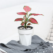 植木鉢 フラワーポット 水耕栽培 自動給水 貯水槽付き 水やり簡単 観葉植物 多肉植物 園芸 ガーデニング 屋内 竹 節 かわいい おしゃれ シンプル