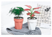 植木鉢 フラワーポット 水耕栽培 自動給水 貯水槽付き 水やり簡単 観葉植物 多肉植物 園芸 ガーデニング 屋内 竹 節 かわいい おしゃれ シンプル