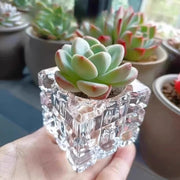 花瓶 フラワーポット フラワーベース 5個セット 多肉植物用 ガラス ミニサイズ 小型 花器 クリア 透明 インテリア 陶器 スクエア 四角形 正方形 かわいい おしゃれ 観葉植物 グリーン 花 フラワー