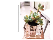 花瓶 フラワーポット フラワーベース 5個セット 多肉植物用 ガラス ミニサイズ 小型 花器 クリア 透明 インテリア 陶器 スクエア 四角形 正方形 かわいい おしゃれ 観葉植物 グリーン 花 フラワー
