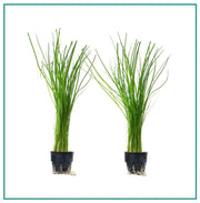 水耕栽培ポット 育苗ポット 20個組 植木鉢 植物育成カップ メッシュ 花 観葉植物 野菜 ガーデニング 給水栽培 園芸 通気性