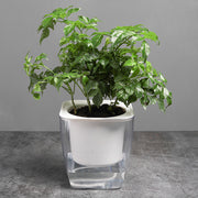植木鉢 自動給水 フラワーポット プランター スクエア 四角形 観葉植物 多肉植物 透明 クリア シンプル かわいい おしゃれ 卓上 園芸 ガーデニング