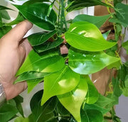 フェイクグリーン 単品 1本 人工観葉植物 造花 リーフ 葉っぱ 壁掛け 吊り下げ 長い ロング 装飾 飾り インテリア ウエディング 結婚式 披露宴 リビング 玄関 おしゃれ ナチュラル