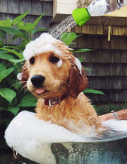 ペット用シャワーヘッド ペットボトル用ジョウロ 犬 シリコン製 ジョーロ キャップ 水やり 散水 洗浄 マナー おしっこ お散歩
