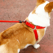 ハーネス リード 2点セット ペット用品 犬用 ドッグ リーシュ 胴輪 散歩紐 牽引紐 シンプル おしゃれ お出かけ お散歩 イヌ いぬ