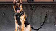 ペット用シートベルト 犬 猫 車専用リード ドライブ お出かけ 便利 簡単装着 飛び出し防止 いたずら防止 わんちゃん ねこちゃん ペットグッズ ペット用品