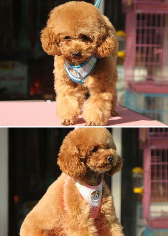 ハーネス リード ２点セット ペット用 犬用 猫用 商品画像2