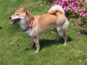 ペット用首輪 首輪 カラー ペット ワンタッチバックル Dカン リボン おしゃれ かわいい 可愛い 中型犬 散歩 お出かけシーン ペット用品 ペットグッズ