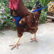 ハーネス リード 2点セット 鶏用 アヒル 鳥用 犬 猫 ペット用品 胴輪 メッシュ Dカン 蝶ネクタイ 通気性 薄手 調節可能 散歩 お出かけ 紐 ロープ かわいい シンプル ニワトリ あひる 鳥類 いぬ ねこ