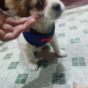 ハーネス リード 2点セット 鶏用 アヒル 鳥用 犬 猫 ペット用品 胴輪 メッシュ Dカン 蝶ネクタイ 通気性 薄手 調節可能 散歩 お出かけ 紐 ロープ かわいい シンプル ニワトリ あひる 鳥類 いぬ ねこ