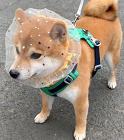 マズル メッシュ 拾い食い防止 マズルカバー 舐め防止 ペット 3枚セット 犬用マズル 小型犬 星柄 伸縮タイプ 拾い食い 噛みつき 舐め対策 トイプードル ビションフリーゼ 散歩  ペット用品 ペットグッズ シンプル