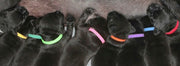 パピーカラー 12色セット 識別用首輪 子犬用 子猫用 犬猫兼用 パピーマーカー ペット用品 マジック テープ 面ファスナー 着脱簡単 見分ける 無地 シンプル