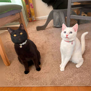 ネコ用首輪 ネコ首輪 猫用首輪 ペット用品 ペットグッズ セーフティバックル 鈴付き コーデュロイ風 花 フラワー チャーム 猫 ねこ ネコ シンプル かわいい キュート カジュアル