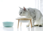 フードボウル ペット用食器 犬用 猫用 高さ調節 中型犬 小型犬 北欧風 食べやすい 餌入れ 水入れ ねこ ネコ 猫 イヌ いぬ 犬 餌 お皿 えさ 皿  餌皿 食器 エサ皿 えさ入れ 餌皿 スタンド付き 斜め 傾き フードボール スタンド 高さがある 陶器 木製 小型犬 中型犬 犬用 猫用 ナチュラル シンプル