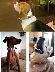 首輪 リード 単品 別売り 犬用 小型犬 中型犬 猫 ペット用品 カラフル マルチストライプ キャンバス 帆布 牽引紐 散歩ひも ベルト バックル おしゃれ かわいい イヌ いぬ ネコ ねこ キャットグッズ