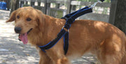 ハーネスリード 2点セット イヌ用 犬 ドッグ ペット用品 シンプル お散歩グッズ シンプル おしゃれ デイリー バックル 着脱簡単 小型犬 中型犬 大型犬 長さ調整可能 散歩紐 胴輪 ワンタッチ