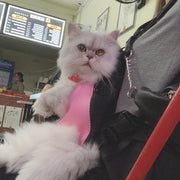 ペット用キャリーバッグ 犬 猫 いぬ ねこ 犬猫兼用 ペット リュック おんぶ紐タイプ シンプル おしゃれ 小型犬 中型犬 お出かけシーン カラバリ豊富 黒 青 赤 レインボーカラー
