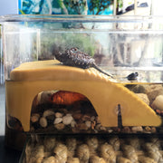 水槽装飾 浮島 ペット用品 ペット用 小動物 カメの浮き島 木目調 プラットフォーム 亀 カエル トカゲ 爬虫類 樹脂製 餌置き場付き 桟橋 カラバリ豊富 タートル 水槽 フィッシュタンク装飾 避け石 島テラス 日向ぼっこ 水亀用 飼育用品