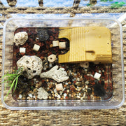 水槽装飾 浮島 ペット用品 ペット用 小動物 カメの浮き島 木目調 プラットフォーム 亀 カエル トカゲ 爬虫類 樹脂製 餌置き場付き 桟橋 カラバリ豊富 タートル 水槽 フィッシュタンク装飾 避け石 島テラス 日向ぼっこ 水亀用 飼育用品