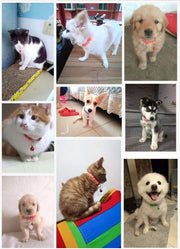 首輪 ペット用 単品 カラー 犬 猫 小型犬 いぬ ねこ くびわ ペット用品 軽い 軽量 肉球 カラバリ豊富 鈴付き ワンタッチバックル
