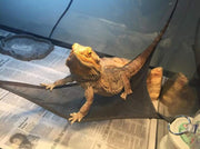 ハンモック 2点セット 小動物用 ベッド 吊り下げ トカゲ 爬虫類 ヘビ 小動物 メッシュ 吸盤取り付け ハンギング ペット用品 ペットグッズ 三角 トライアングル型