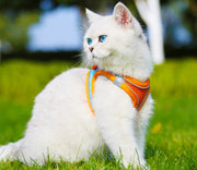 ハーネス リード 2点セット 反射テープ 犬用 猫用 ペット用品 ペットグッズ サイズ調節可能 着脱簡単 縄 胴輪 光る バックル Dカン シンプル おしゃれ かわいい カジュアル お出かけ 散歩 外出 外遊び 公園 ピンク 青 黒 赤 オレンジ
