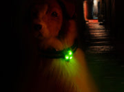 ペット用チャーム 2個セット 犬用首輪用チャーム 犬 猫 ペット お散歩ライト アクセサリー LED シリコン 首輪取り付け ハーネス取り付け 夜間 散歩 お出かけ