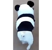 ペットウェア コスチューム コスプレ パンダ 犬用 ドッグウェア フレブル フレンチブルドッグ ボア もこもこ プルオーバー フード付き 耳付き 暖かい あったか ユニーク 可愛い かわいい お散歩 お出かけ 普段使い ペット服 犬の服