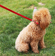 首輪 リード 2点セット 犬用 猫用 ペット用品 お散歩グッズ 散歩紐 カラー リーシュ シンプル ワンカラー レッド ピンク ブルー かわいい おしゃれ かっこいい いぬ イヌ ねこ ネコ お出かけ 公園