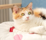ペットマット ペットベッド 猫 犬 ペット用スリーピングマット クッション 布団 寝床 寝具 フルーツ 果物 柔らかい かわいい