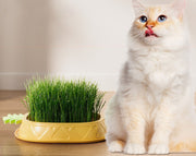 猫草プランター パイナップル 猫草ポット 猫草ボックス 容器 水耕栽培 おしゃれ かわいい ネコ ねこ キャット くさ 育てる トレイ 簡単 便利 ペット用品