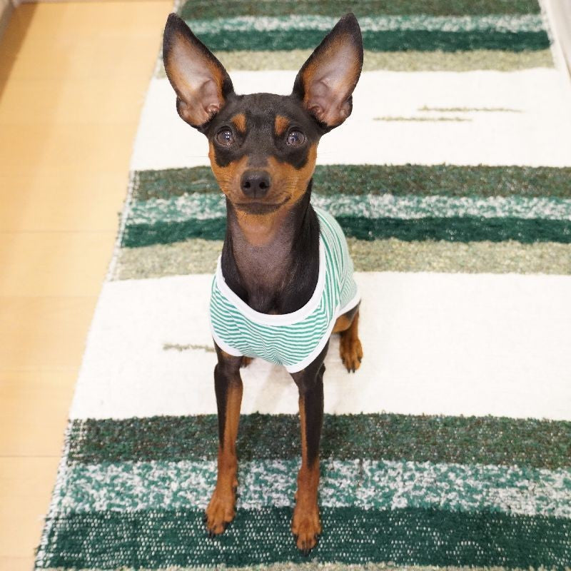 ペット服 タンクトップ 犬 猫 ボーダー パイピング 商品画像2