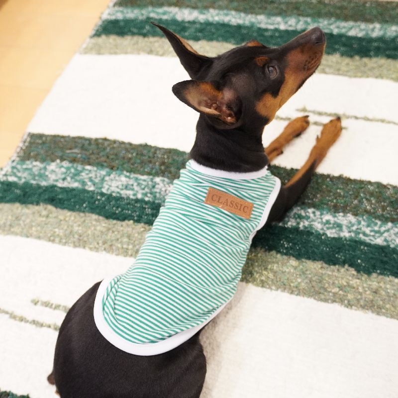 ペット服 タンクトップ 犬 猫 ボーダー パイピング 商品画像4