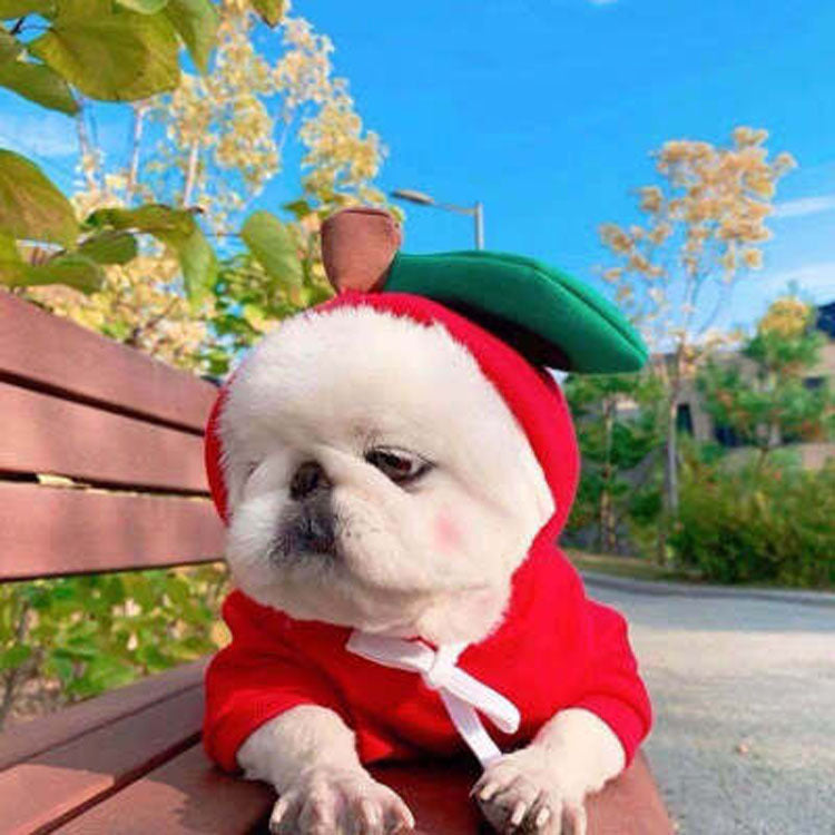 ペット用コスチューム コスプレ 犬用 わんちゃん ドッグウェア 犬服 商品画像2